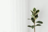 Minimalist Wall Decor Ideas That Don’t Look Empty